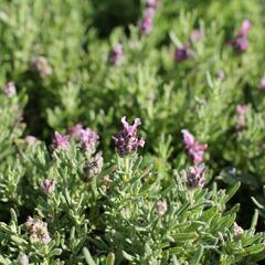 Levandule korunkatá 'Speedy Pink Blush' - Lavandula stoechas 'Speedy Pink Blush'