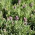 Lavandula stoechas 'Speedy Pink Blush_01.JPG