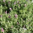 Levandule korunkatá 'Speedy Pink Blush' - Lavandula stoechas 'Speedy Pink Blush'