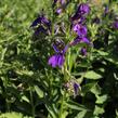 Lobelka 'Fanship Blue' - Lobelia speciosa 'Fanship Blue'