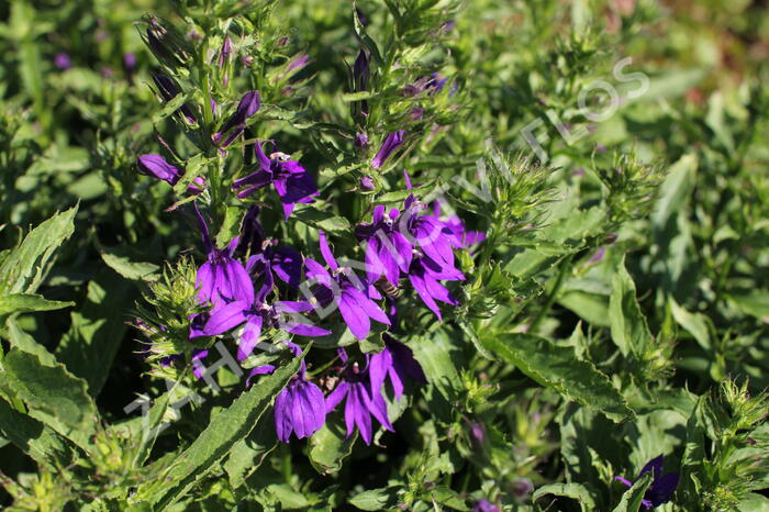 Lobelka 'Fanship Blue' - Lobelia speciosa 'Fanship Blue'