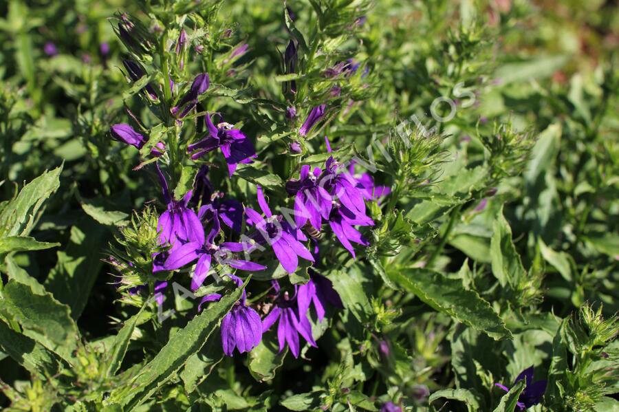 Lobelka 'Fanship Blue' - Lobelia speciosa 'Fanship Blue'