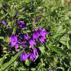 Lobelka 'Fanship Blue' - Lobelia speciosa 'Fanship Blue'