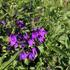 Lobelia speciosa 'Fanship Blue'.JPG