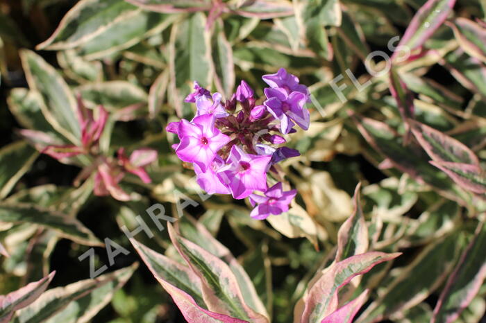 Plamenka latnatá 'Olympia' - Phlox paniculata 'Olympia'