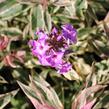 Plamenka latnatá 'Olympia' - Phlox paniculata 'Olympia'