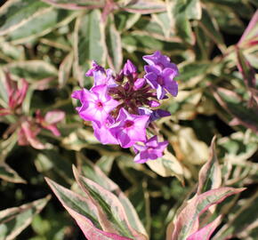 Plamenka latnatá 'Olympia' - Phlox paniculata 'Olympia'