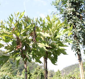 Platan javorolistý 'Alphens Globe' - Platanus acerifolia 'Alphens Globe'