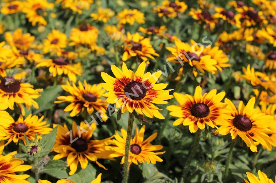 Třapatka 'Denver Daisy' - Rudbeckia hirta 'Denver Daisy'