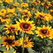 Třapatka 'Denver Daisy' - Rudbeckia hirta 'Denver Daisy'