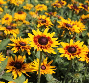 Třapatka 'Denver Daisy' - Rudbeckia hirta 'Denver Daisy'