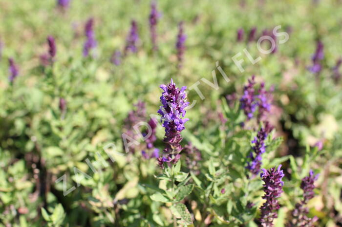 Šalvěj nádherná 'Edula Blue' - Salvia superba 'Edula Blue'