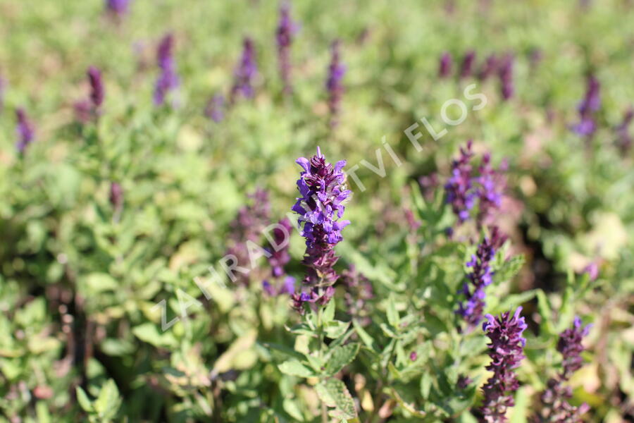 Šalvěj nádherná 'Edula Blue' - Salvia superba 'Edula Blue'