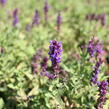 Šalvěj nádherná 'Edula Blue' - Salvia superba 'Edula Blue'