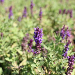 Šalvěj nádherná 'Edula Blue' - Salvia superba 'Edula Blue'