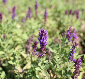 Šalvěj nádherná 'Edula Blue' - Salvia superba 'Edula Blue'