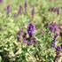 Salvia superba 'Edula Blue'.JPG