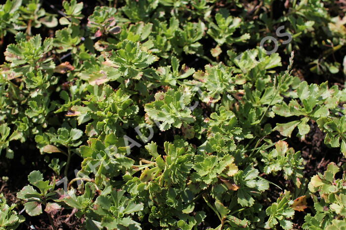 Rozchodník 'Czar's Gold' - Sedum hybridum 'Czar's Gold'