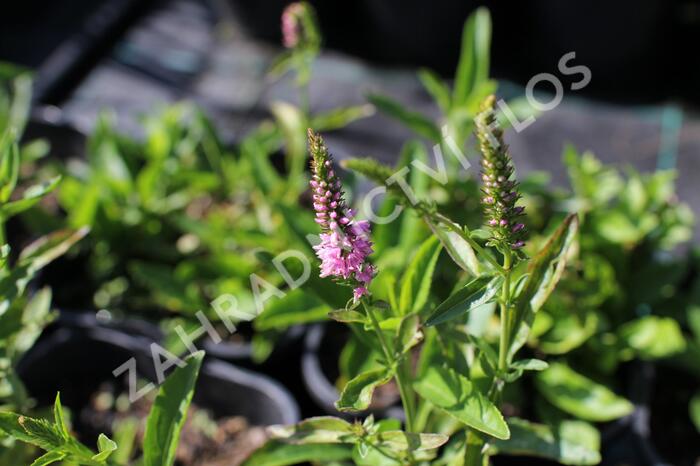 Rozrazil klasnatý 'Baby Doll' - Veronica spicata 'Baby Doll'