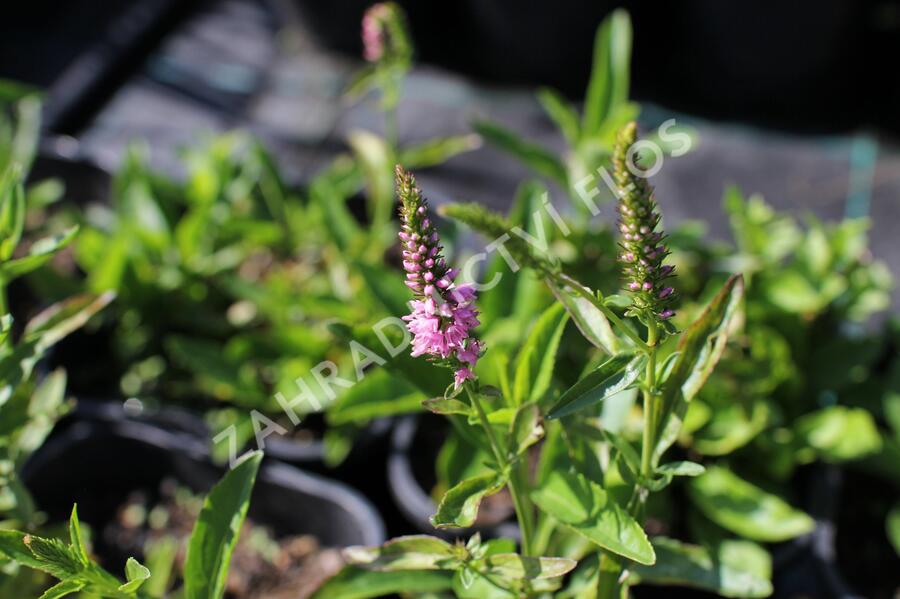 Rozrazil klasnatý 'Baby Doll' - Veronica spicata 'Baby Doll'