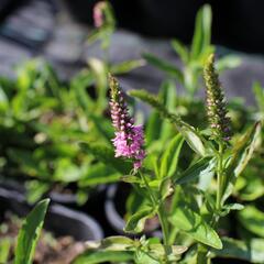 Rozrazil klasnatý 'Baby Doll' - Veronica spicata 'Baby Doll'