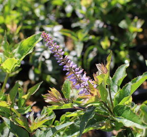 Rozrazilovec viržinský 'Red Arrows' - Veronicastrum virginicum 'Red Arrows'