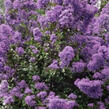 Pukol indický, krepová myrta 'Petite Orchid' - Lagerstroemia indica 'Petite Orchid'