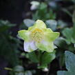 Čemeřice černá 'Mon Bijou' - Helleborus niger 'Mon Bijou'