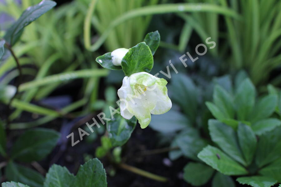 Čemeřice černá 'Mon Bijou' - Helleborus niger 'Mon Bijou'