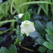 Čemeřice černá 'Mon Bijou' - Helleborus niger 'Mon Bijou'