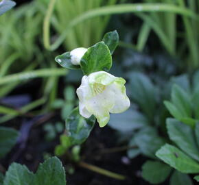 Čemeřice černá 'Mon Bijou' - Helleborus niger 'Mon Bijou'