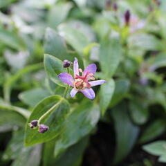 Liliovka srstnatá, hadí lilie 'Taiwan Adbane' - Tricyrtis hirta 'Taiwan Adbane'