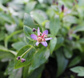 Liliovka srstnatá, hadí lilie 'Taiwan Adbane' - Tricyrtis hirta 'Taiwan Adbane'