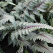 Papratka japonská 'Burgundy Lace' - Athyrium niponicum 'Burgundy Lace'