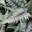 Papratka japonská 'Burgundy Lace' - Athyrium niponicum 'Burgundy Lace'