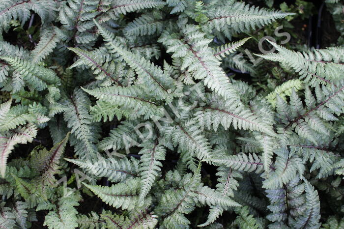 Papratka japonská 'Burgundy Lace' - Athyrium niponicum 'Burgundy Lace'