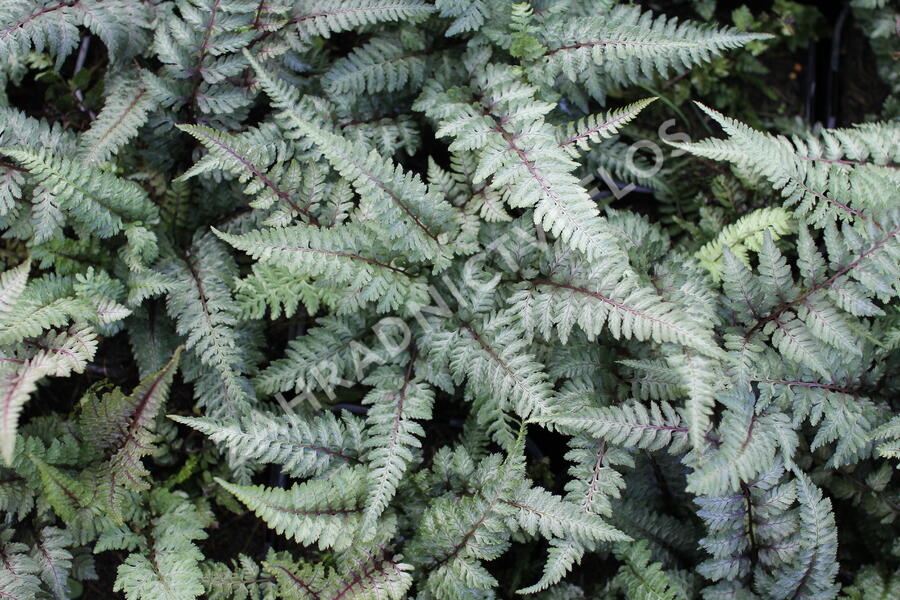 Papratka japonská 'Burgundy Lace' - Athyrium niponicum 'Burgundy Lace'