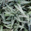 Papratka japonská 'Burgundy Lace' - Athyrium niponicum 'Burgundy Lace'