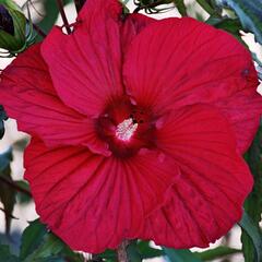 Ibišek bahenní 'Fireball' - Hibiscus moscheutos 'Fireball'