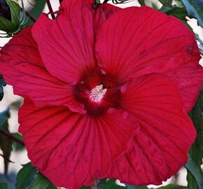 Ibišek bahenní 'Fireball' - Hibiscus moscheutos 'Fireball'