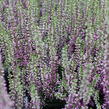 Vřes obecný 'Liletta' (Garden girls®) - Calluna vulgaris 'Liletta' (Garden girls®)