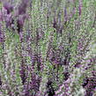 Vřes obecný 'Liletta' (Garden girls®) - Calluna vulgaris 'Liletta' (Garden girls®)