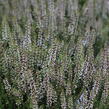 Vřes obecný 'Lioba' (Garden girls®) - Calluna vulgaris 'Lioba' (Garden girls®)