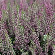 Vřes obecný 'Athene' (Garden girls®) - Calluna vulgaris 'Athene' (Garden girls®)