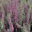 Vřes obecný 'Athene' (Garden girls®) - Calluna vulgaris 'Athene' (Garden girls®)