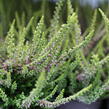 Vřes obecný 'Golden Angie' (Garden girls®) - Calluna vulgaris 'Golden Angie' (Garden girls®)