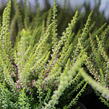 Vřes obecný 'Golden Angie' (Garden girls®) - Calluna vulgaris 'Golden Angie' (Garden girls®)