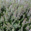 Vřes obecný 'Franca' (Garden girls®) - Calluna vulgaris 'Franca' (Garden girls®)