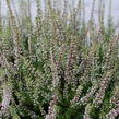 Vřes obecný 'Franca' (Garden girls®) - Calluna vulgaris 'Franca' (Garden girls®)