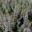 Vřes obecný 'Franca' (Garden girls®) - Calluna vulgaris 'Franca' (Garden girls®)